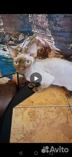 Необычные котики