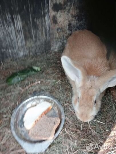 Кролик самец 5 месяцев