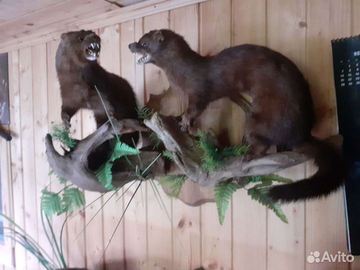 Чучела животных