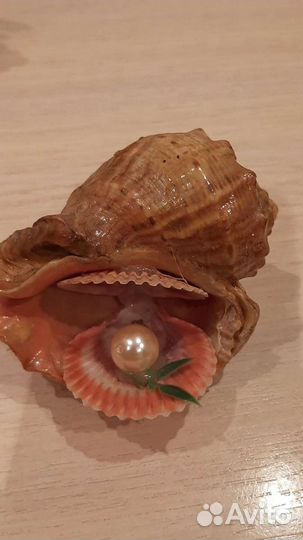 Ракушка морская