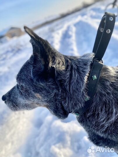 Амуниция для животных из натуральной кожи