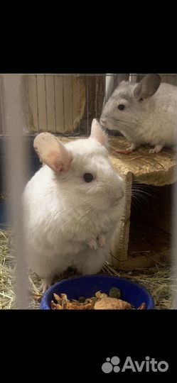 Подаются шиншиллы