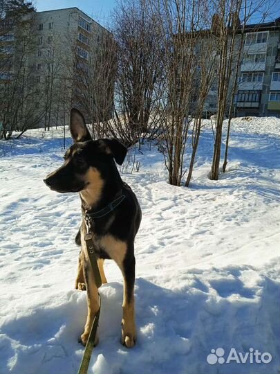 Собаки бесплатно