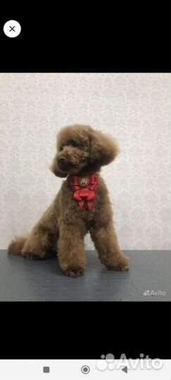 Грумер стрижка собак