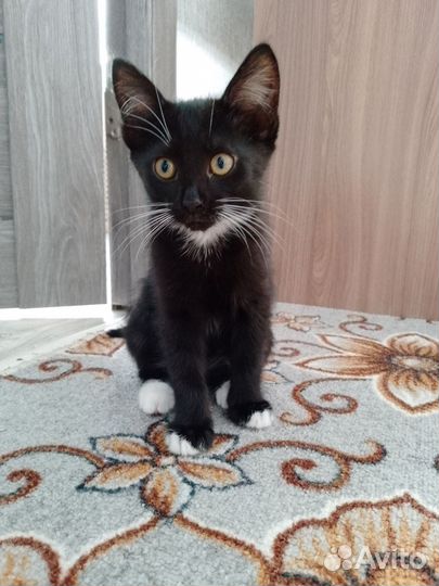 Котята домашние