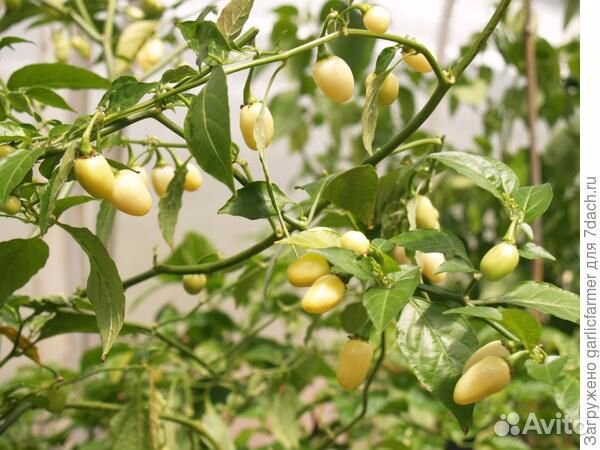 Семена острых, жгучих перцев