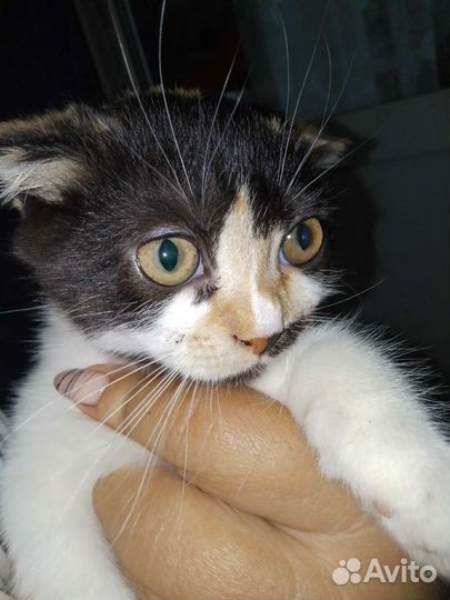 Кошка британка