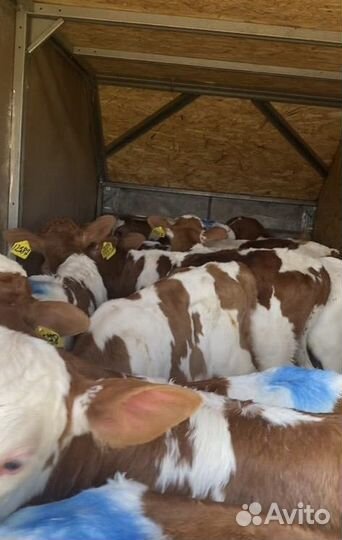 Телята мясной породы