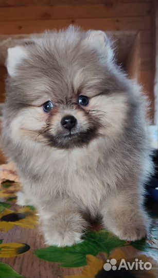 Щенки шпица