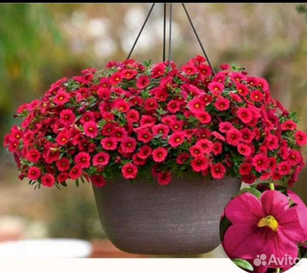 Калибрахоа