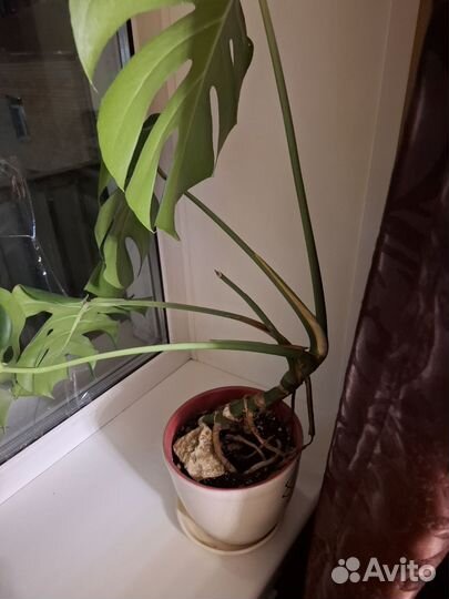 Филодендрон монстера суккуленты