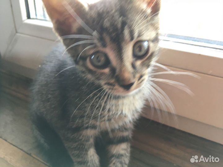 Отдадим котят