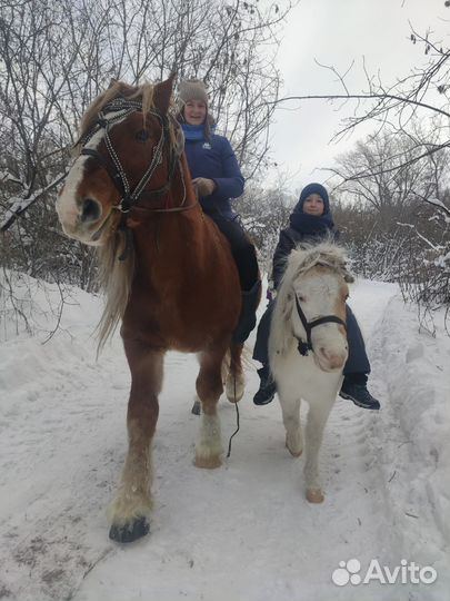 Прокат на лошади и пони, выезд на праздники