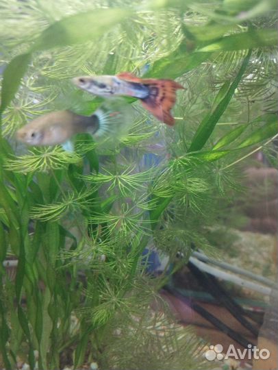 Продам мальков гуппи
