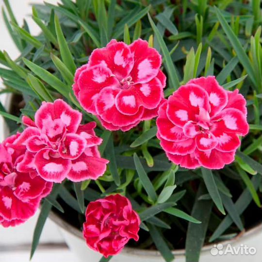 Гвоздика многолетняя