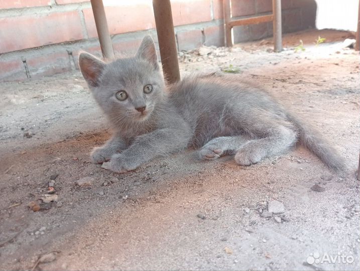 Котенок серый в добрые руки