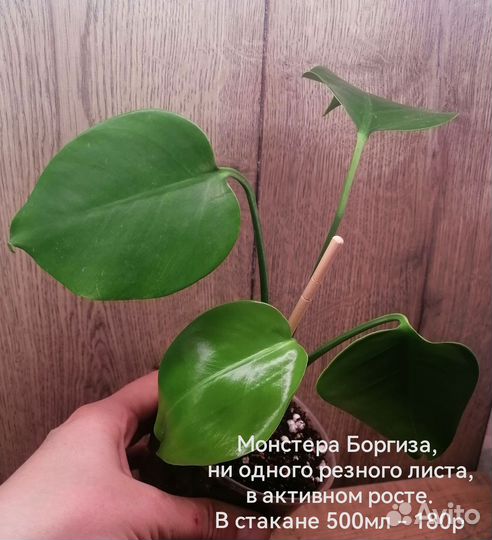 Комнатные растения 2