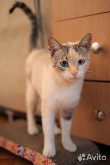 Прелестная киса ищет дом