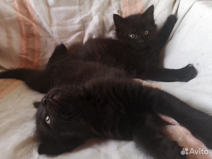 Котята в добрые руки бесплатно