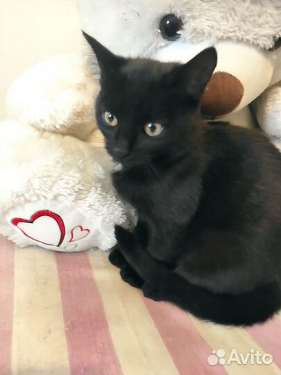 В добрые руки