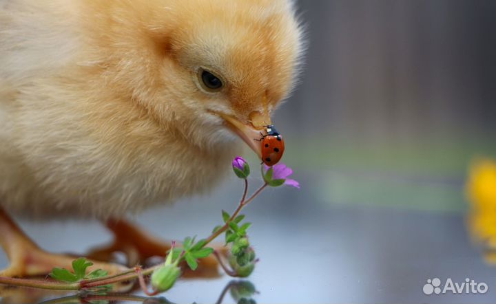 Комбикорм для бройлеров, индюков, уток, гусей