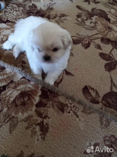 Щенки пекинеса