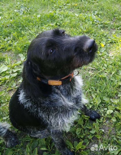 Щенки Дратхаара