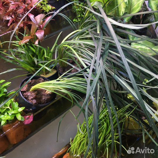 Аквариумные растения, поставка от 28.09.23