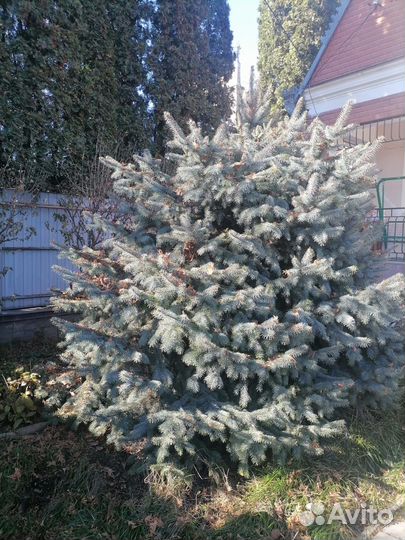 Ель голубая