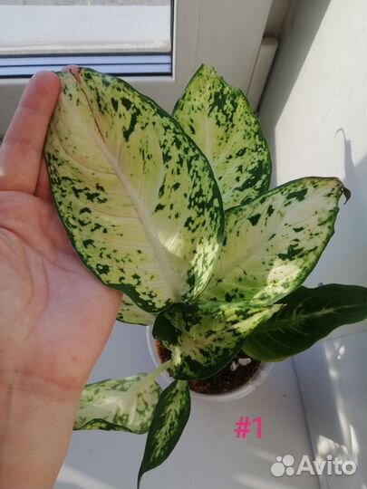 Диффенбахия Ами (кустовая)