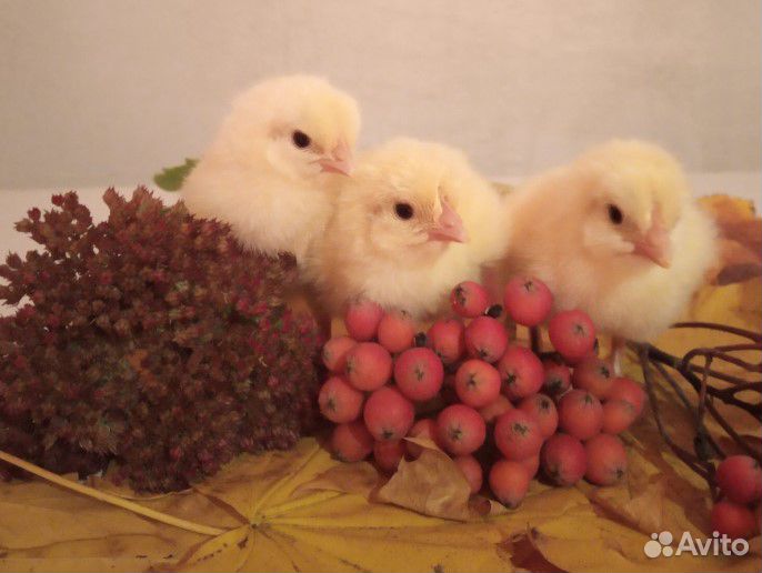 Бройлеры и индюшата