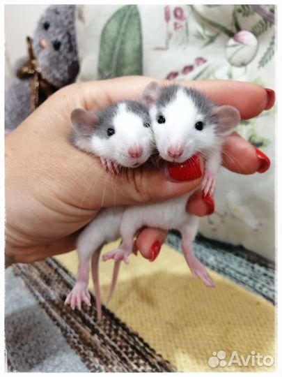 Крысята Дамбо хаски крыски крыса