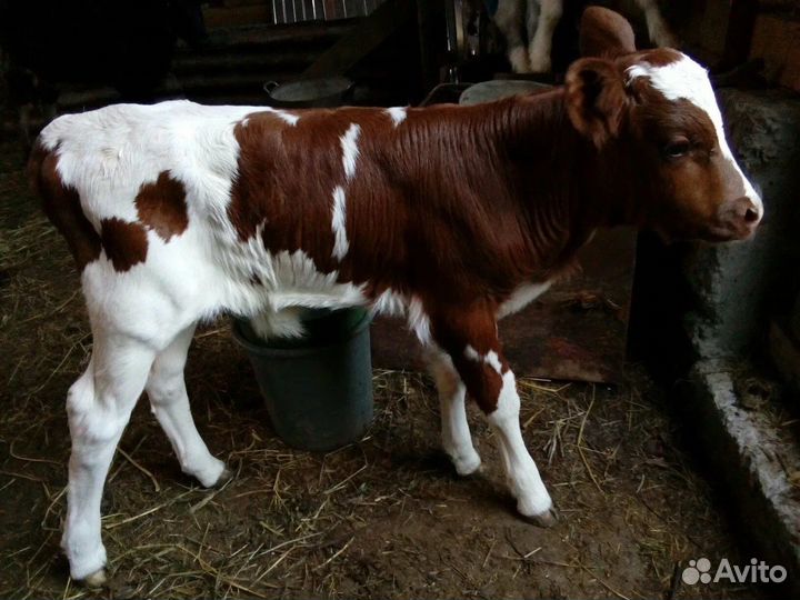 Телята бычки