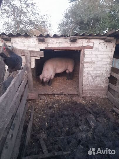 Хряк ландрас