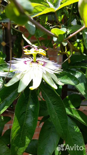 Пассифлора.маракуйя.уличная