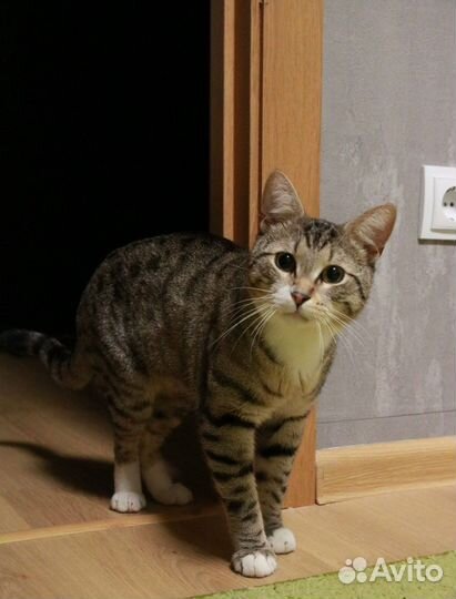 Молодой котик