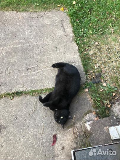 Кот ищет дом