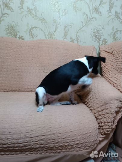 Щенок девочка в добрые руки