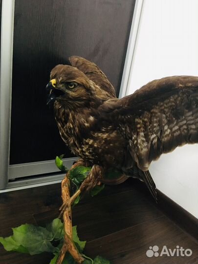 Чучело птиц