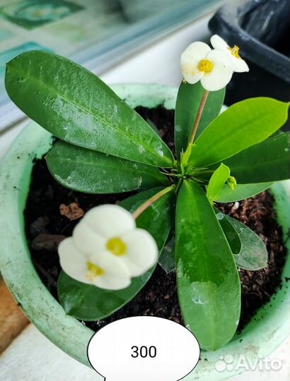 Кактус молочай