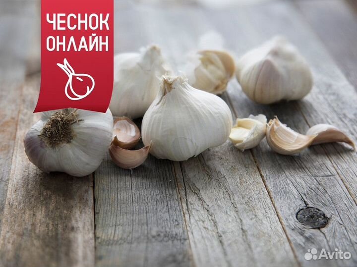 Чеснок оптом