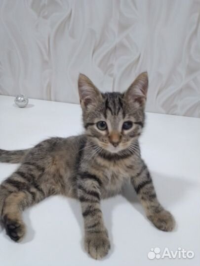 4 котенка-тигренка в дар (Доставка)