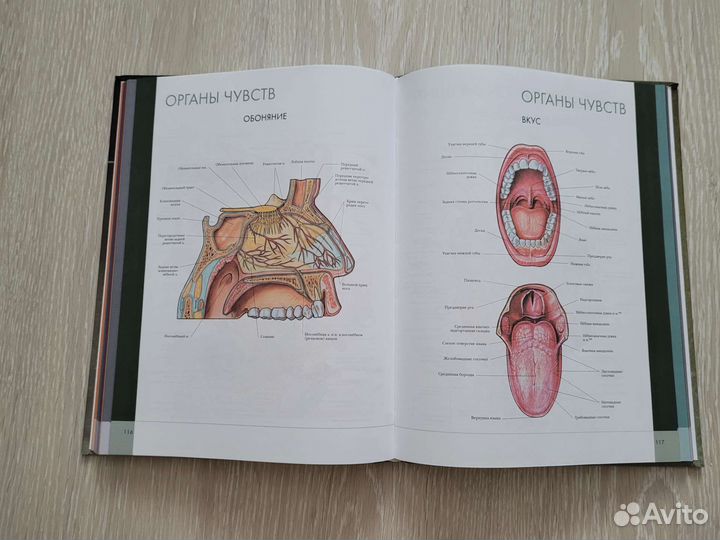 Большой атлас анатомии человека