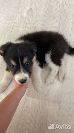 Щенок из мусорного бака