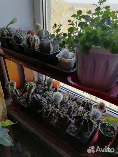 Экзотические растения