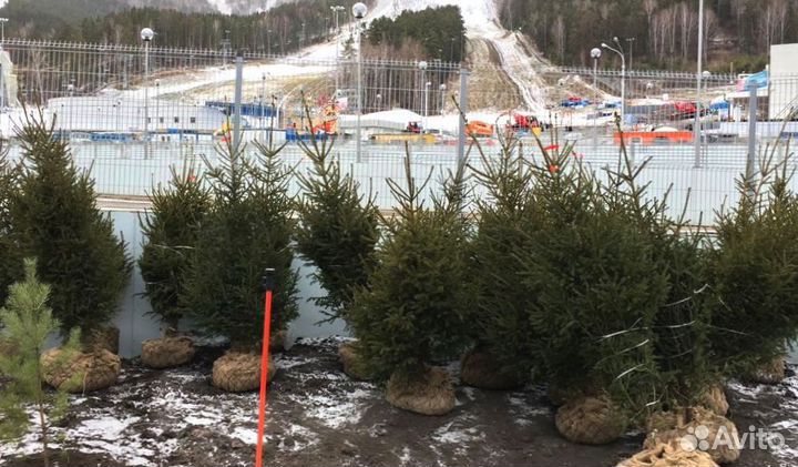 Саженцы сибирской ели экстра класс