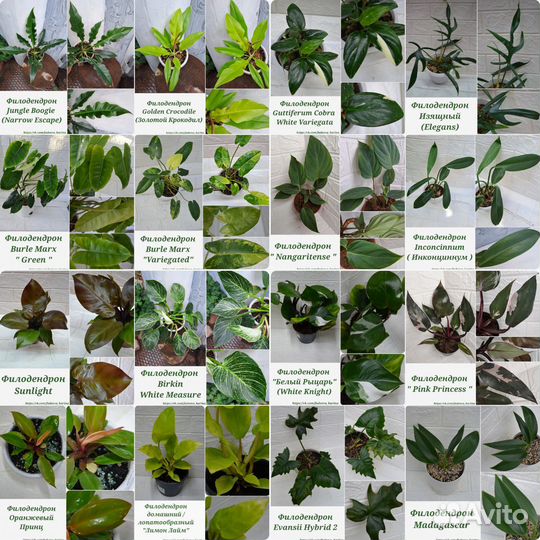 Филодендрон,Эпипремнум, Сциндапсус, Монстера