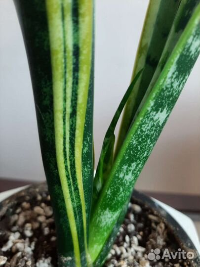 Сансевиерия Высота 45 см
