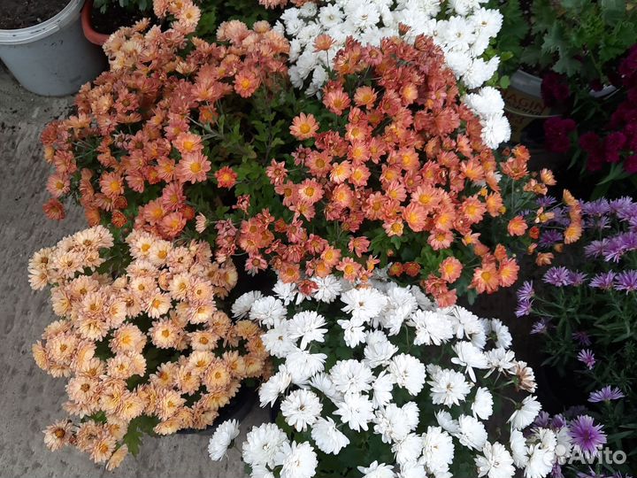 Хризантемы мультифлора в горшке