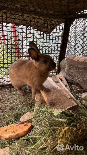 Кролик декоративный